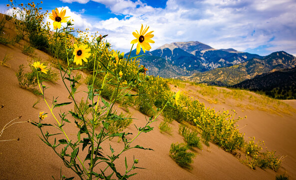 Great Sand Dunes Sun Flowers