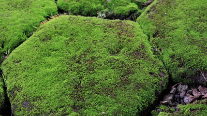 not focus and noise image, paving floor that has mouth because it is wet and damp