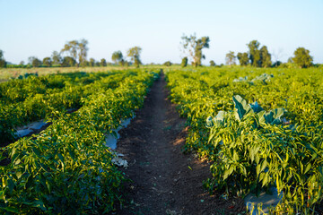 Fototapeta na wymiar Green chili agriculture field in India
