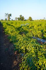 Fototapeta na wymiar Green chili agriculture field in India