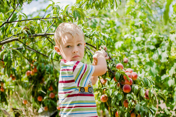 Cute little blonde boy helps to harvest with a peach tree. The child helps adults in household chores. Farming. Vegetarian child