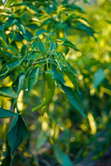 Green chili agriculture field in India