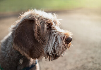 Spinone Italiano puppy dog side profile, early mornings at the dog park. Cute 6 months old brown and white male puppy with sunshine on head. Defocused grass and park background. Selective focus.