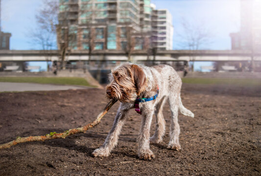 Spinone Italiano puppy dog playing with a tree branch in city dog park. Cute 6 months old fluffy male puppy with big paws. Dog is dragging or chewing on wood. Defocused city skyline. Selective focus.