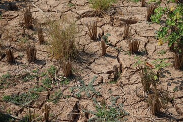 bark texture background