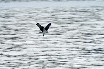 osprey in flight