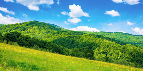 Fototapeta premium rural landscape of ukrainian carpathians. beautiful summer scenery in mountains. green grassy meadow by the forest on the hill. mountain peak beneath a sky with fluffy clouds on a sunny day