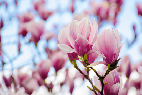 pink magnolia blossom in springtime. beautiful flowers on the branch in morning light