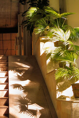 Sun and shadow on entrance ramp with decoration Livistona Rotundifolia palm tree in flowerpot....