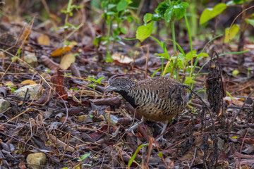 female Barred Buttonquail (Turnix suscitator), standing on the ground