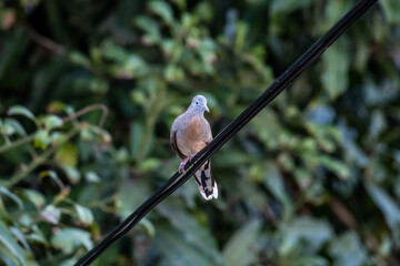 Close Up Zebra Dove (Geopelia striata) sitting on the cable with green nature background.