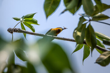 The blue-tailed bee-eater (Merops philippinus) is a near passerine bird in the bee-eater family Meropidae. It breeds in southeastern Asia.