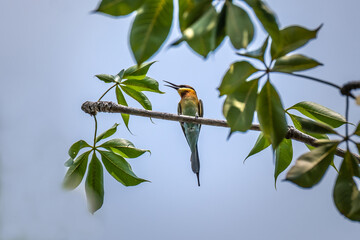 The blue-tailed bee-eater (Merops philippinus) is a near passerine bird in the bee-eater family Meropidae. It breeds in southeastern Asia.