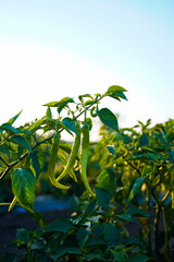 Green chili agriculture field in India