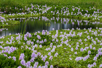 Water Hyacinth Growing on Lake, Hong Kong