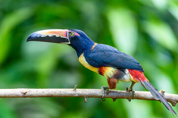 Toucan Collared Aracari, Pteroglossus torquatus, bird with big bill. Toucan sitting on the moss branch in the forest, Boca Tapada, Costa Rica. Nature travel in central America