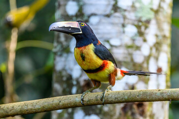 Toucan Collared Aracari, Pteroglossus torquatus, bird with big bill. Toucan sitting on the moss branch in the forest, Boca Tapada, Costa Rica. Nature travel in central America