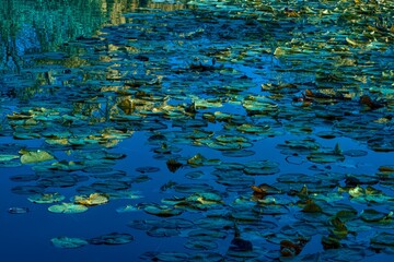 Blue Green Water Lilies, Monet Style
