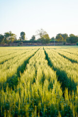 Green wheat agriculture field in india