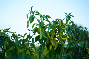 Obraz premium Green chili agriculture field in India