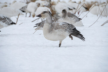 close up of a snow goose in front of the pack standing on the snow with one leg flipping its wings - 419304943