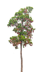 Tree isolated on white background