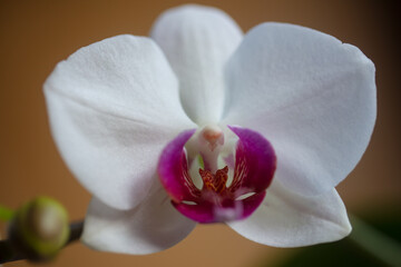 Orchid bloom flower. Decorative flowers for home. Phalaenopsis growing. Floral concept.