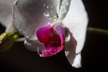 Orchid phalaenopsis flower. Decorative flowers growing. Floral concept.