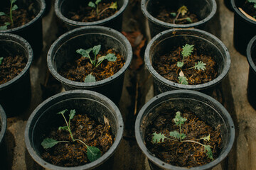 The baby kale in pots has been watered and is thriving in the nursery.

