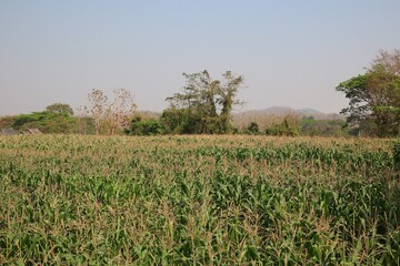 Obraz premium field in the morning