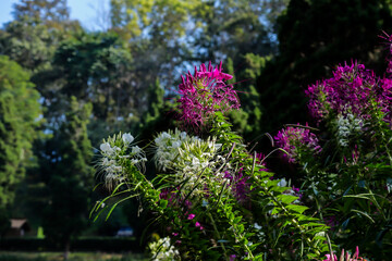 Pink spider flower or Cleome flower in the garden.