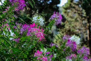 Obraz premium Pink spider flower or Cleome flower in the garden.