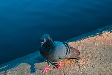 pigeon on the beach