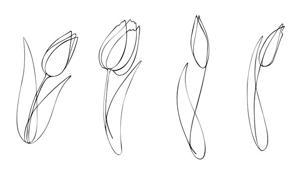 Set of tulip flowers drawn by one line. Spring image in lineart style. Vector illustration. Hand drawing