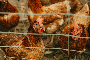 Close up of chicken in organic farm. Hen portrait close-up.
