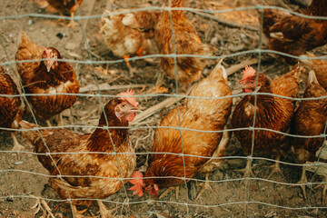 Eggs Chickens in organic farm. Happy hens in cage free or free range and antibiotic free and hormone free farming.
