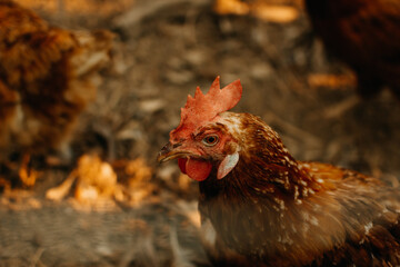 Close up of chicken in organic farm. Hen portrait close-up.
