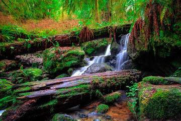 View of Trillium Falls, Redwoods National and State Parks, California