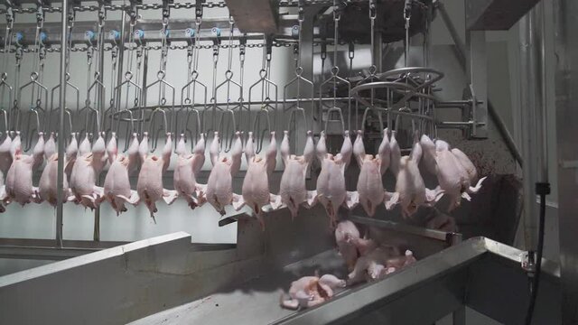 Fresh chicken hangs on the rail before passing through the chillers to cool down to keep it fresh in slaughter factory.