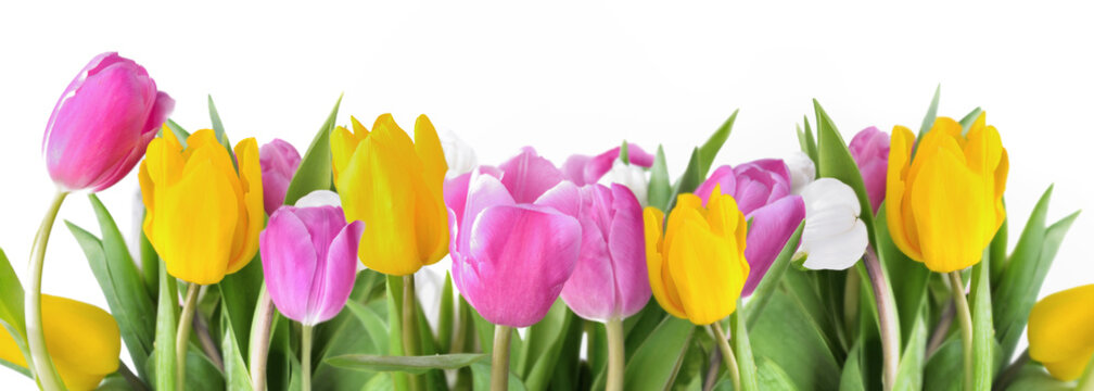 close on colorful flowers of tulips bloomig on white background