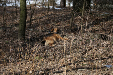 big hairy dog resting on the ground in the forest