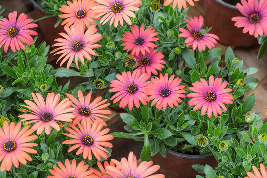Blooming red blue chrysanthemum flowers and green leaves，Arctotis stoechadifolia var.grandis