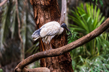 grey heron on a branch