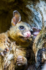 squirrel in the park