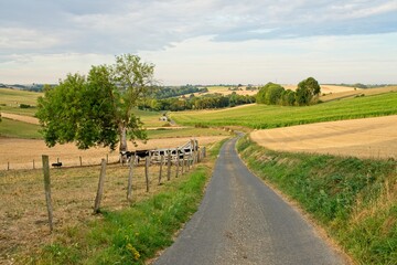 Fototapeta premium Morvillers France - 10 August 2020 -Early morning in countryside near Morvillers France