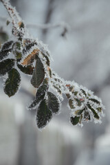 winter, outside the leaves of roses in the snow