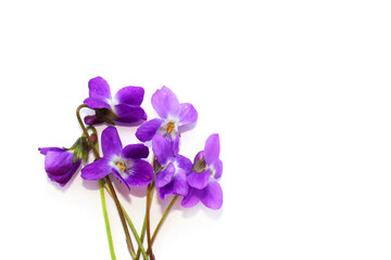 Fototapeta na wymiar Violet flowers on white background, wild scented violets in spring, bouquet of purple flowers