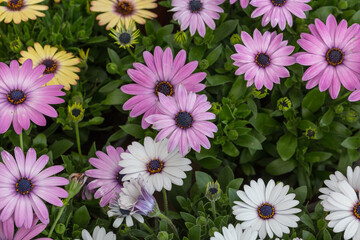 Fototapeta premium Blooming red blue chrysanthemum flowers and green leaves，Arctotis stoechadifolia var.grandis