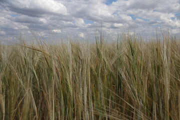 field with yellow wheat stalks y and white clouds on the blue sky