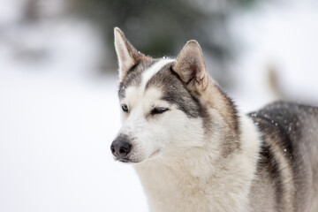 Naklejka premium Portrait of a Siberian husky, friendship forever. Pet. Husky
